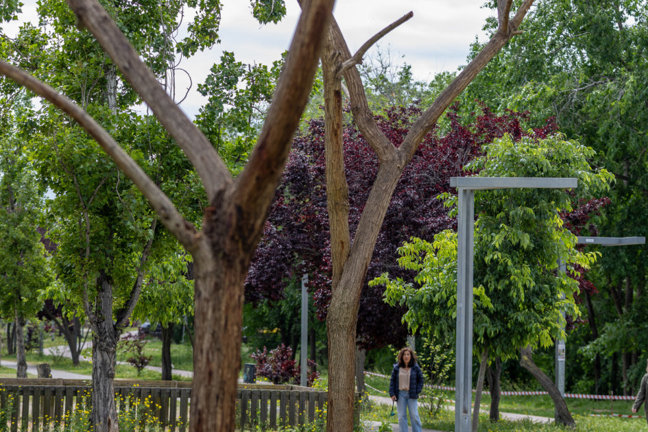 31_Nous arbres_007